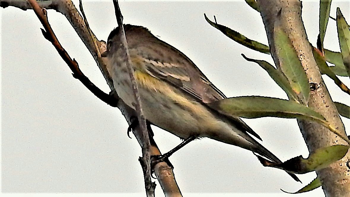 Yellow-rumped Warbler - Alan Green