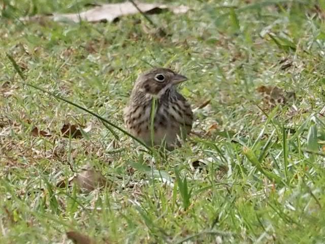 Vesper Sparrow - Melanie Crawford