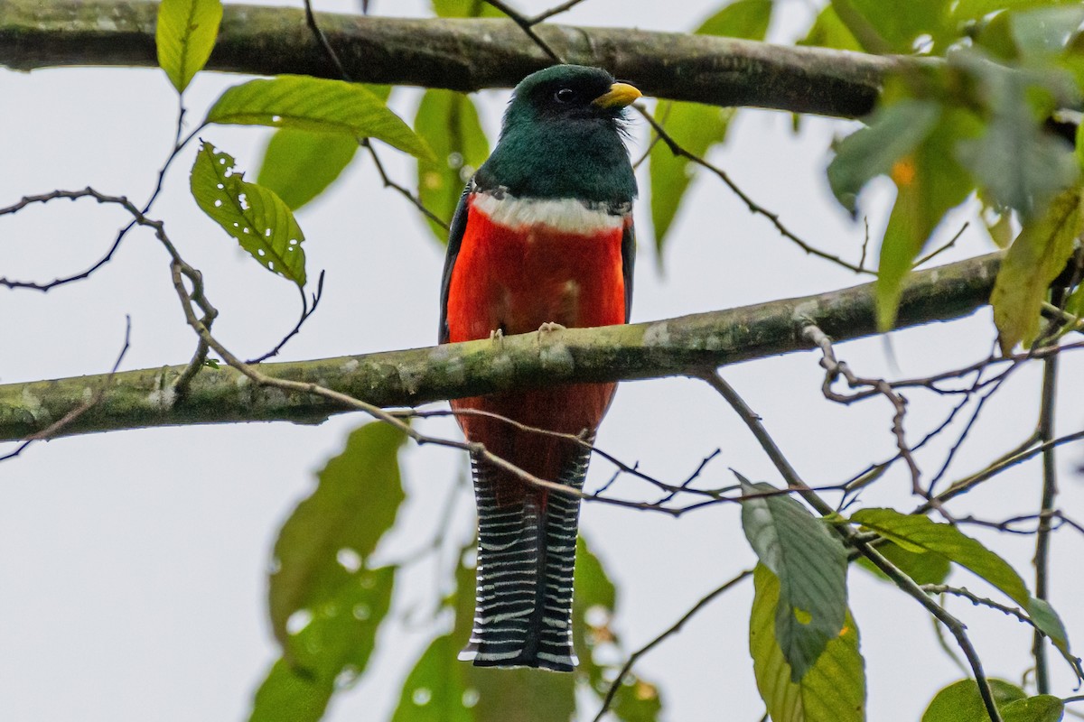 Collared Trogon - ML385049341