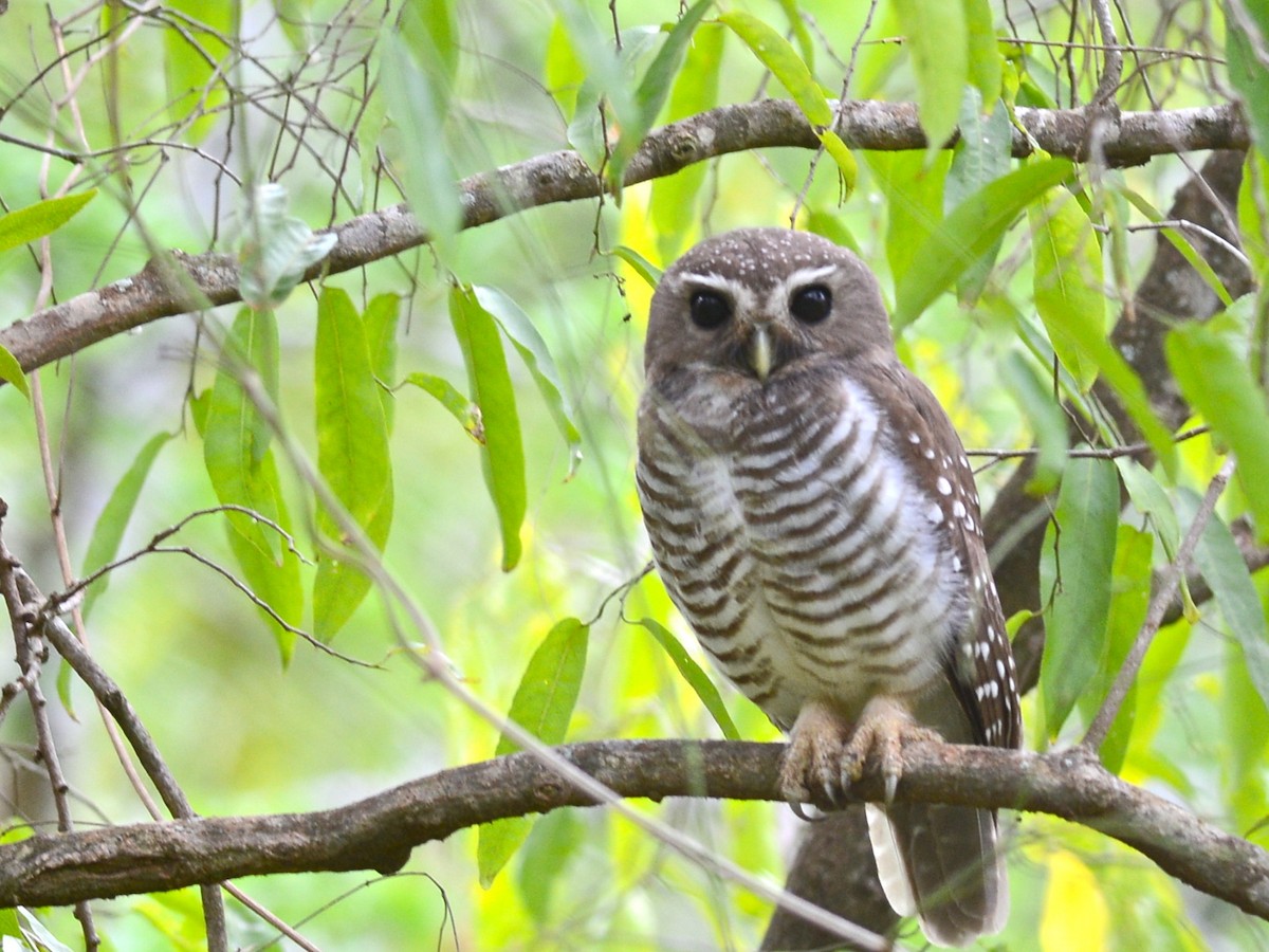 White-browed Owl - ML38504991