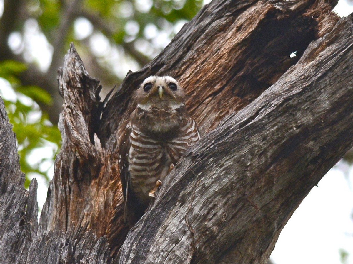 White-browed Owl - ML38505001