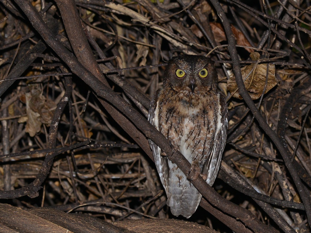 Madagascar Scops-Owl (Torotoroka) - Alan Van Norman