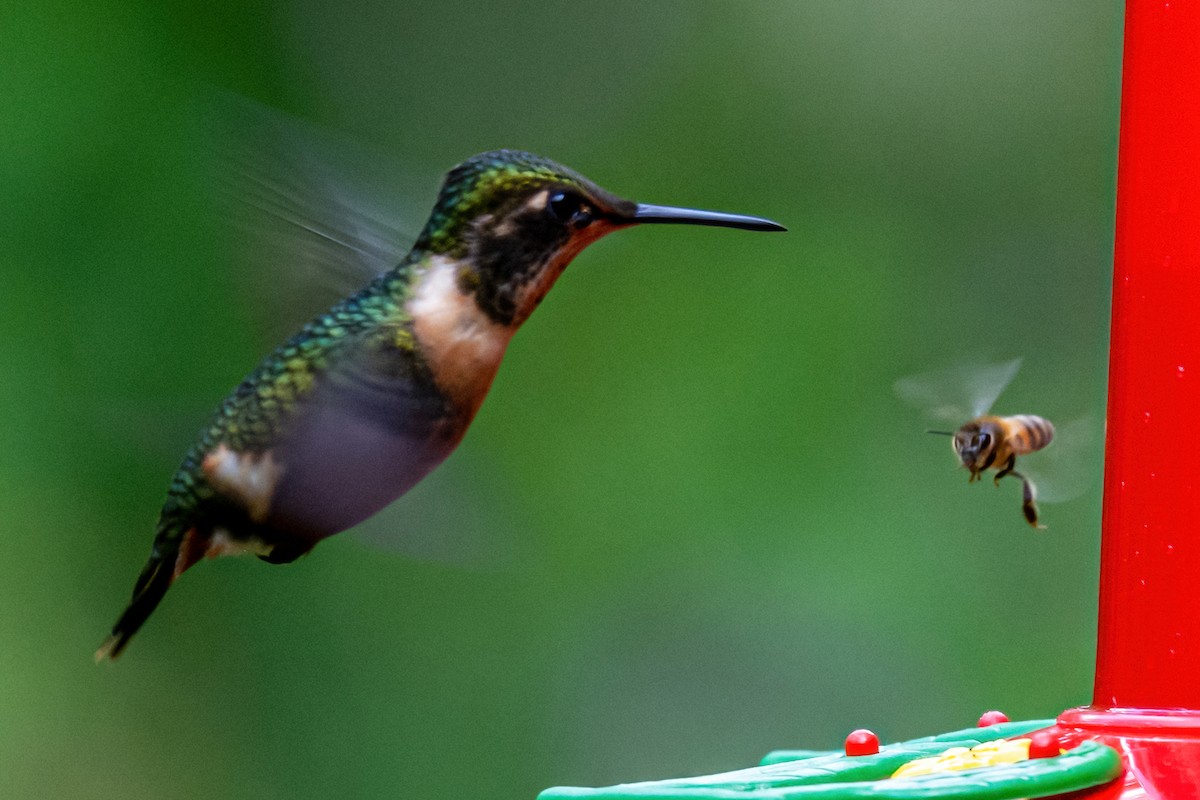 Magenta-throated Woodstar - ML385050561