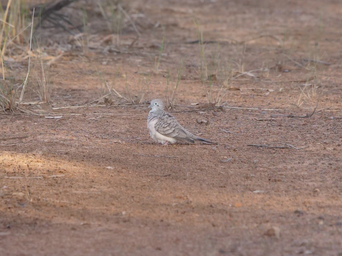 Peaceful Dove - ML385052061