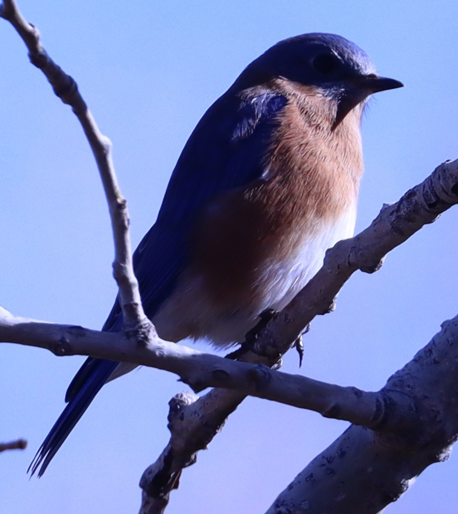 Eastern Bluebird - Brad Biggerstaff