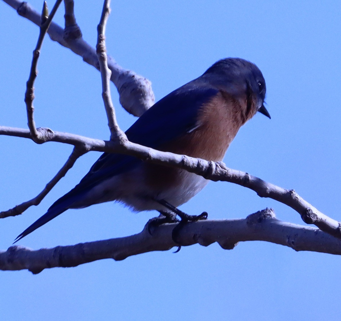 Eastern Bluebird - Brad Biggerstaff