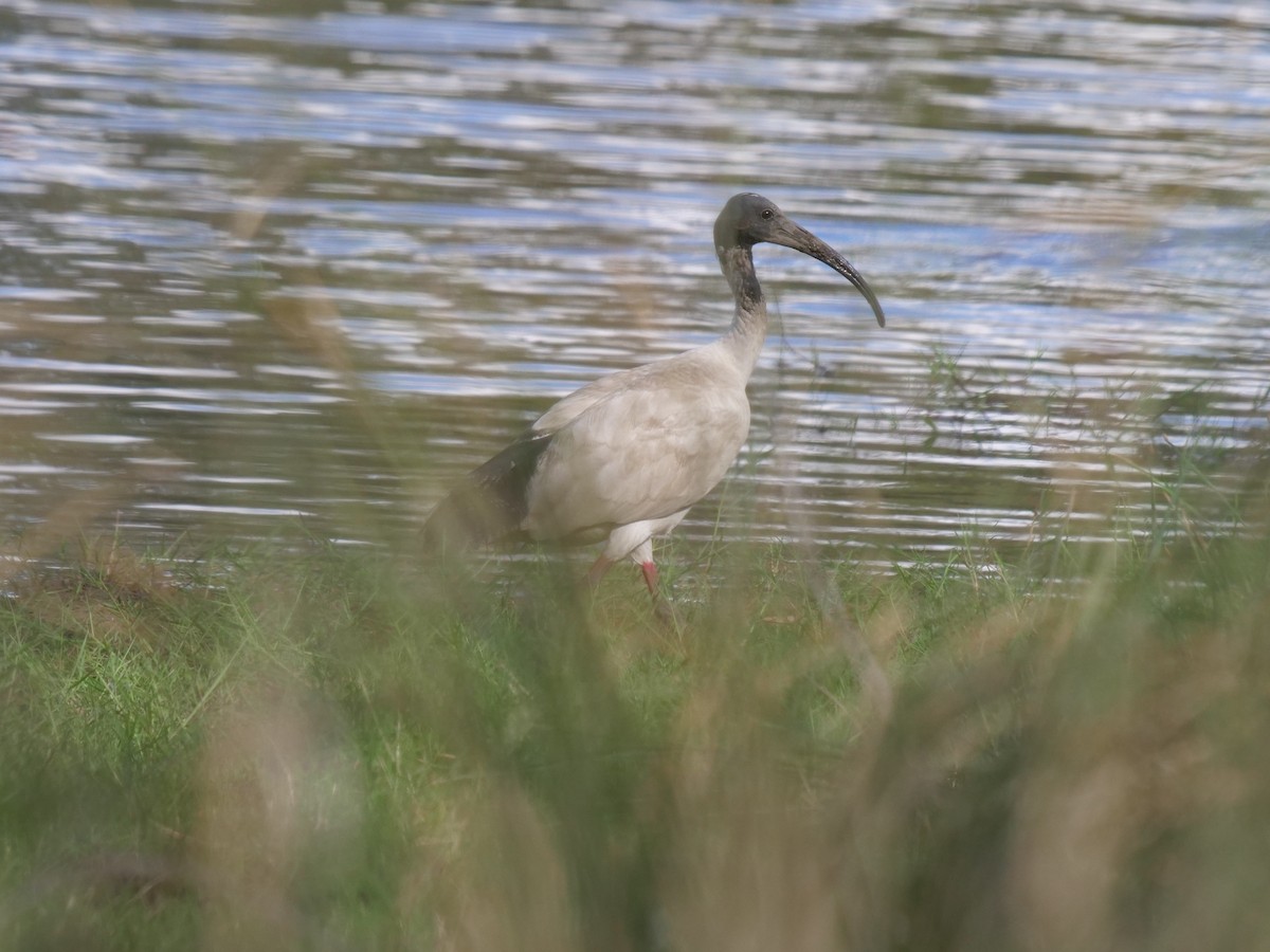 Australian Ibis - ML385052431