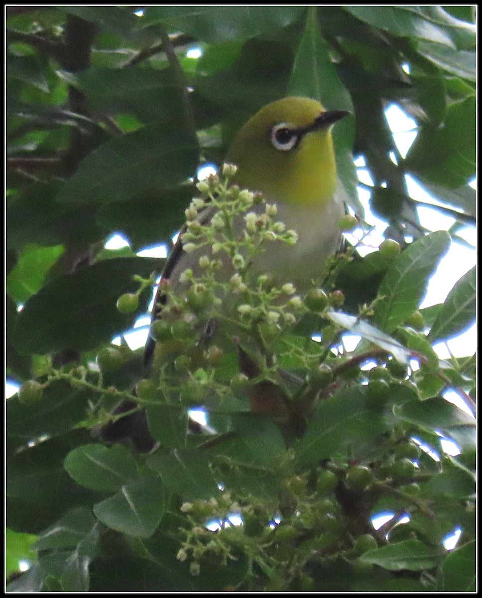 Swinhoe's White-eye - ML385052891