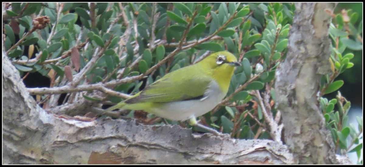 Swinhoe's White-eye - ML385052901