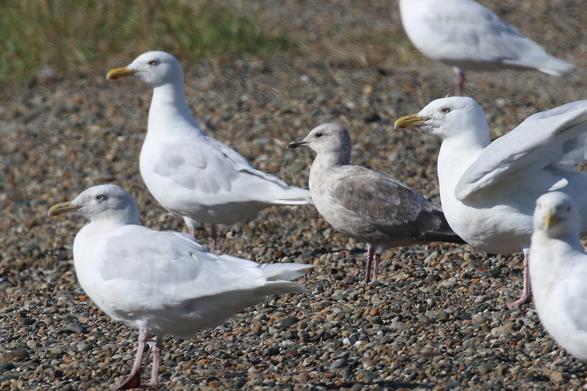 Gaviota Groenlandesa (thayeri) - ML385054141