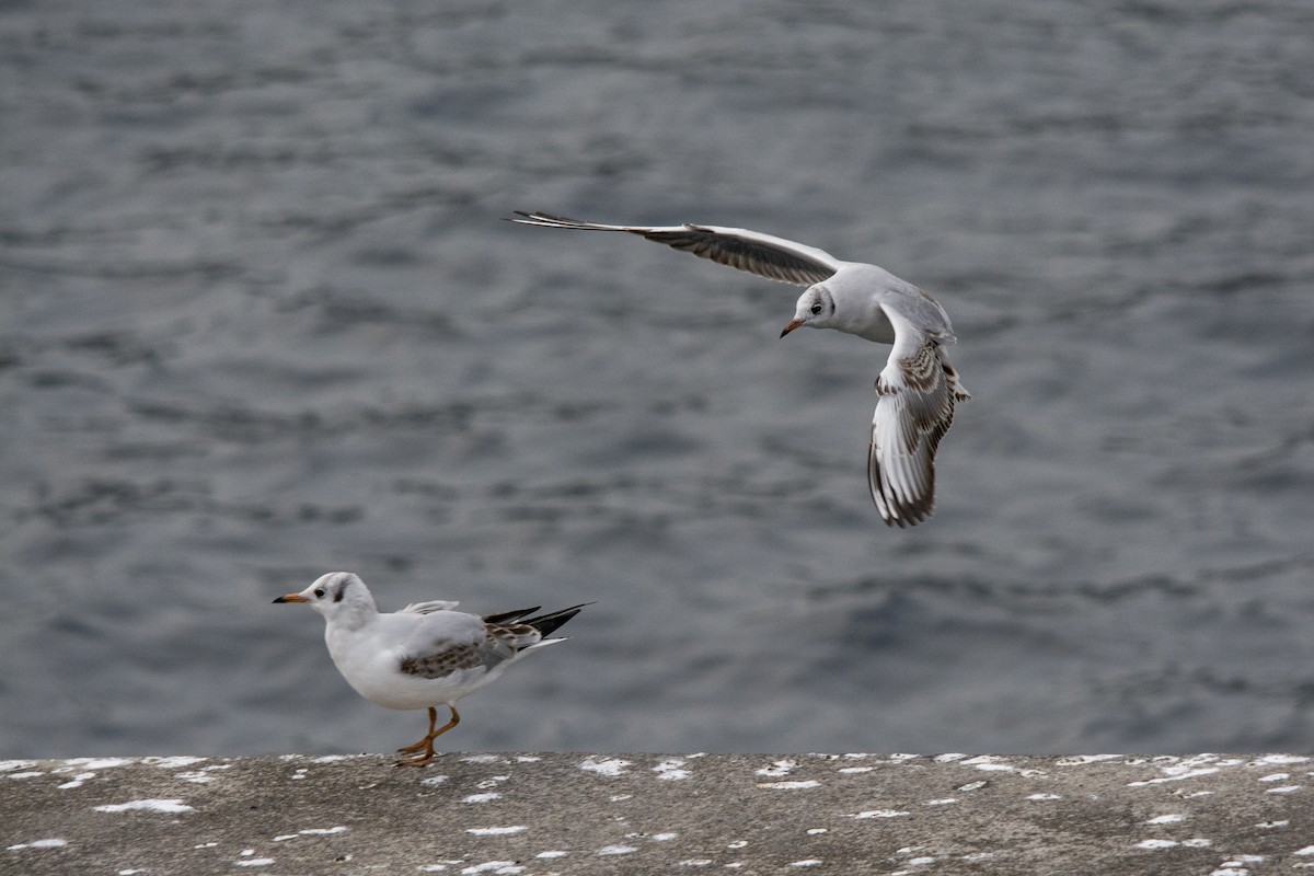 Озёрная чайка - ML385054321