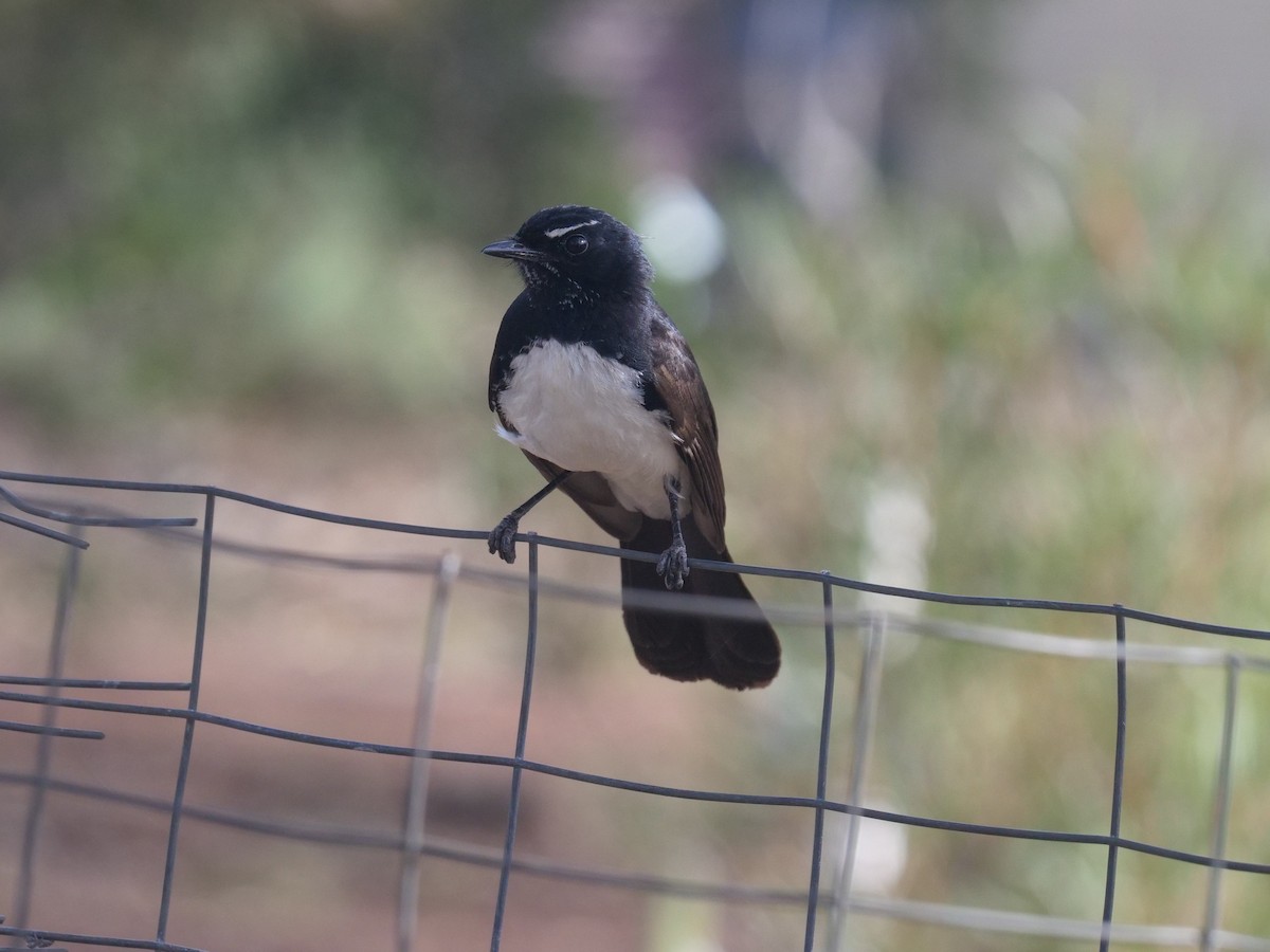 gallaviftestjert - ML385054821