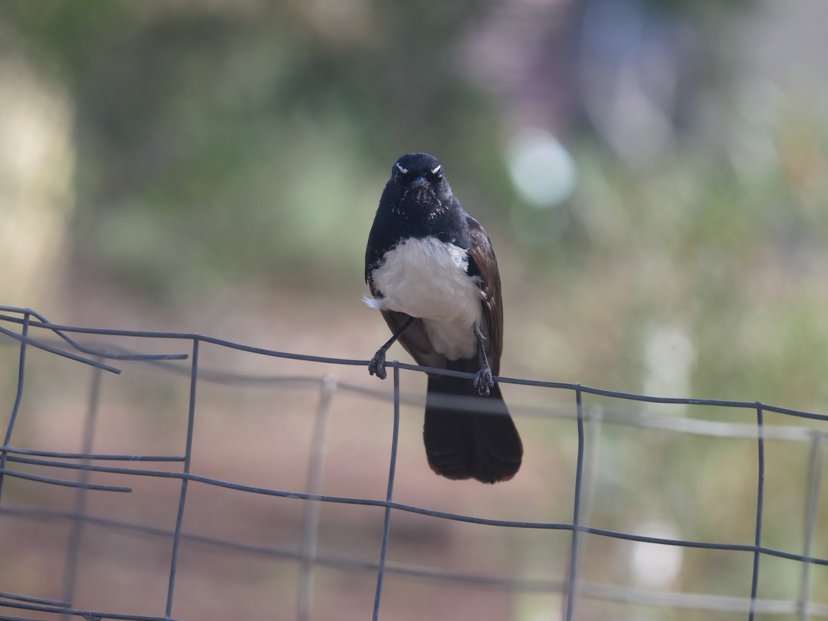 gallaviftestjert - ML385054851