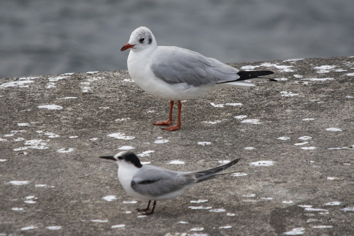 Озёрная чайка - ML385056041