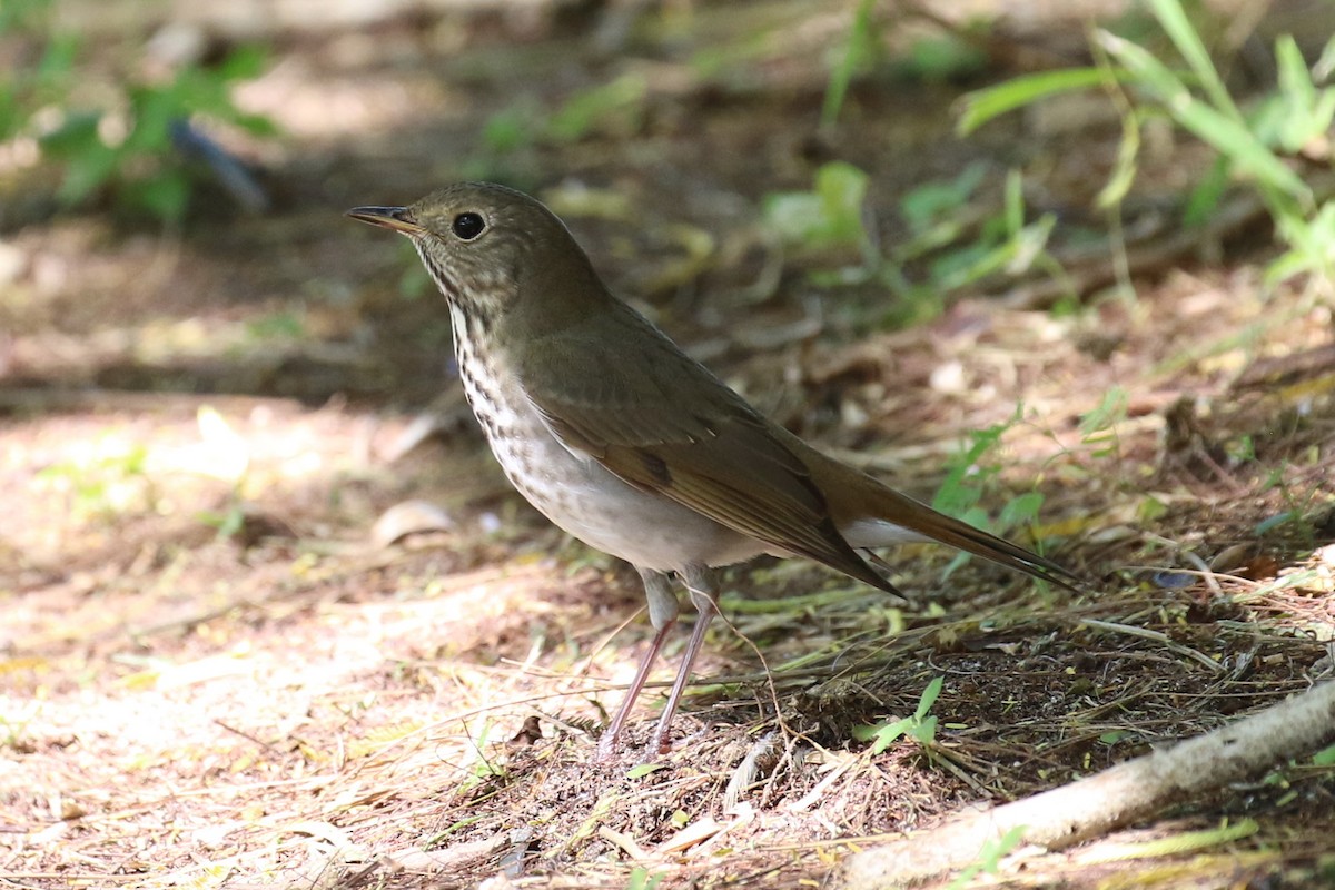 Hermit Thrush - ML38505721