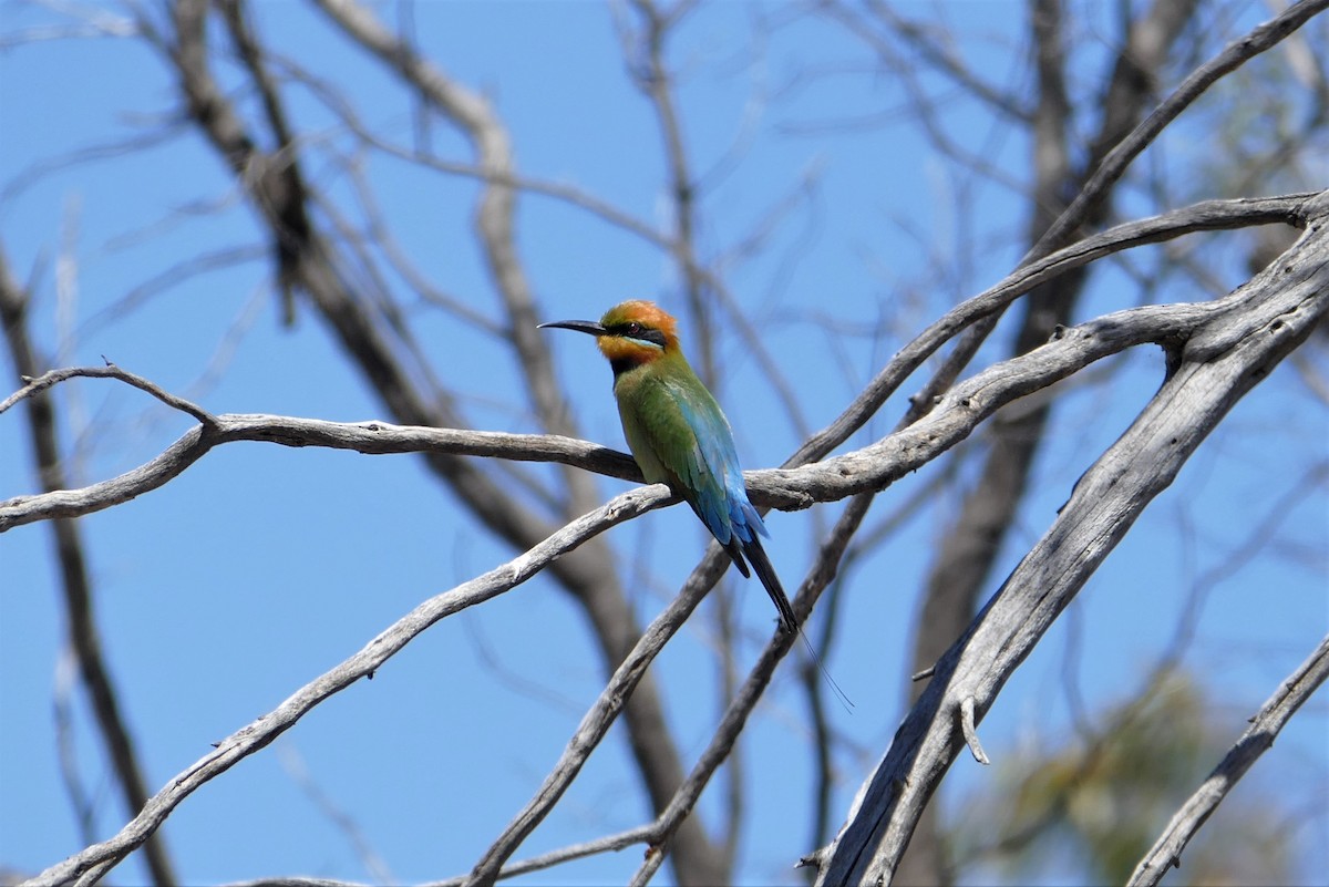 Rainbow Bee-eater - Matthew Crawford