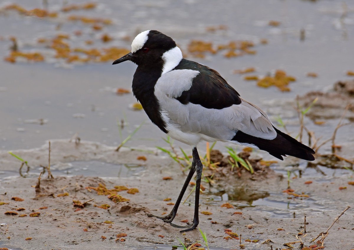 Blacksmith Lapwing - Ad Konings