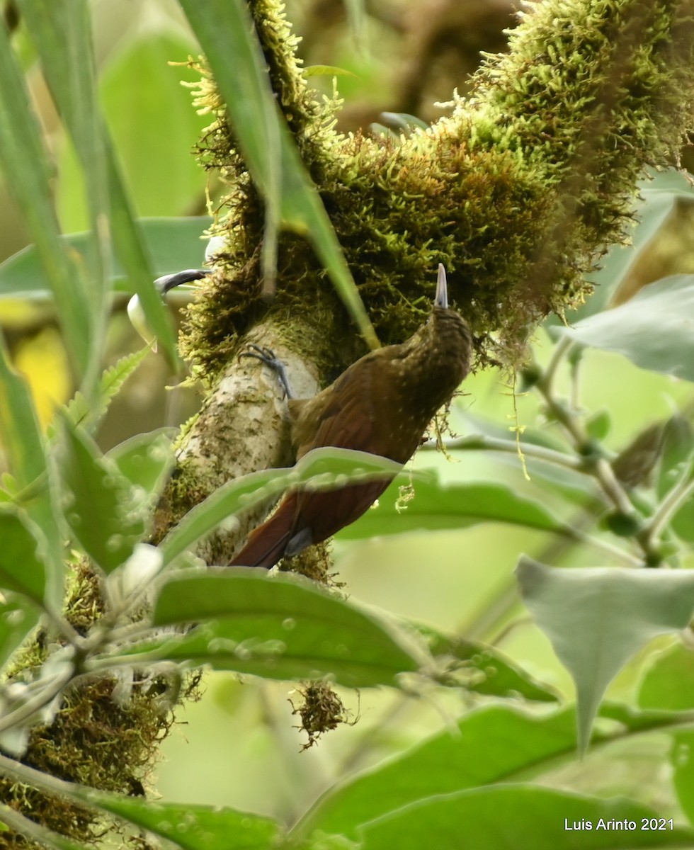 Spotted Woodcreeper - ML385058281