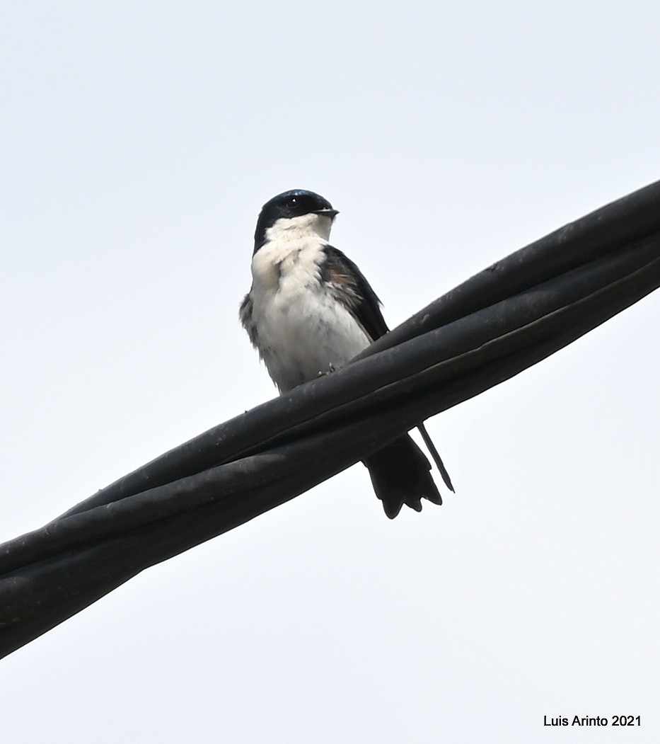 Blue-and-white Swallow - ML385059481