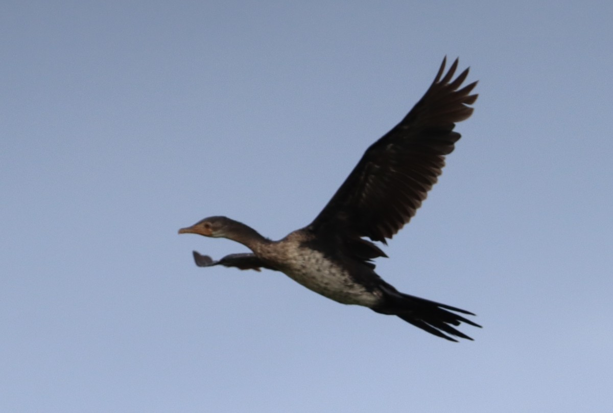 Long-tailed Cormorant - ML385060161