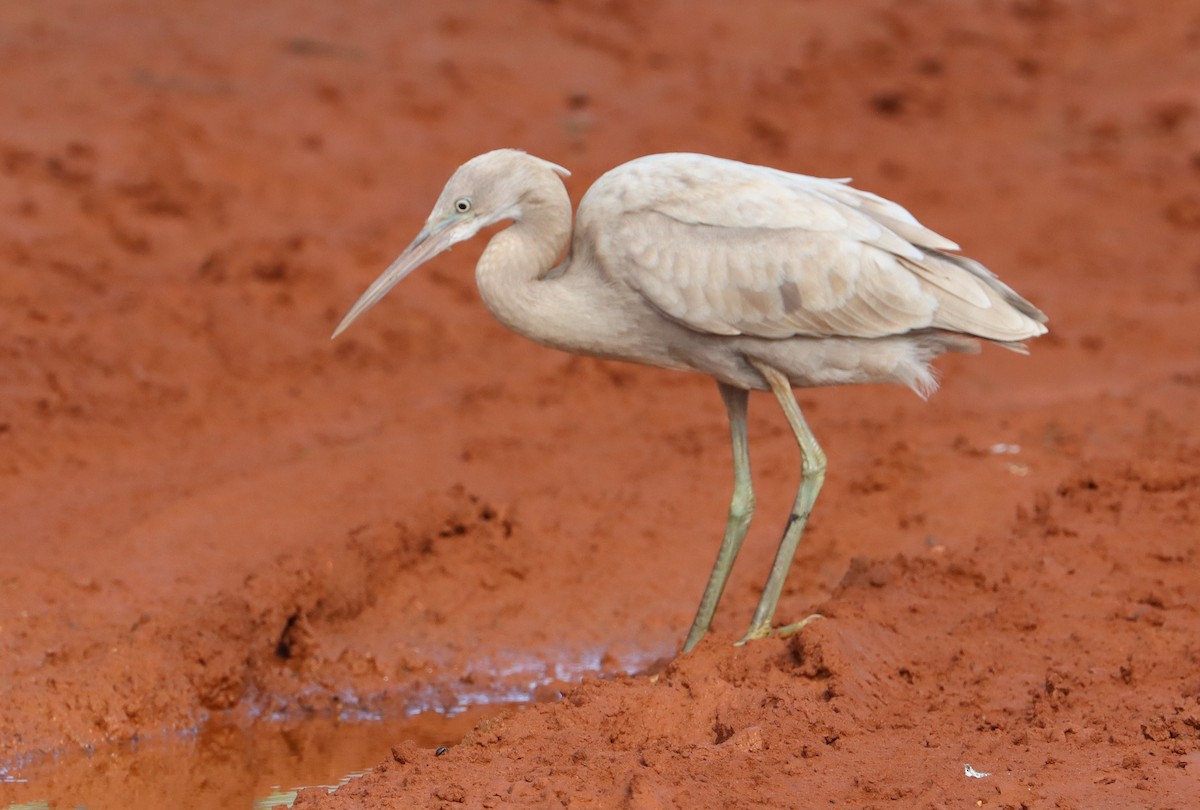 Western Reef-Heron - ML385060941