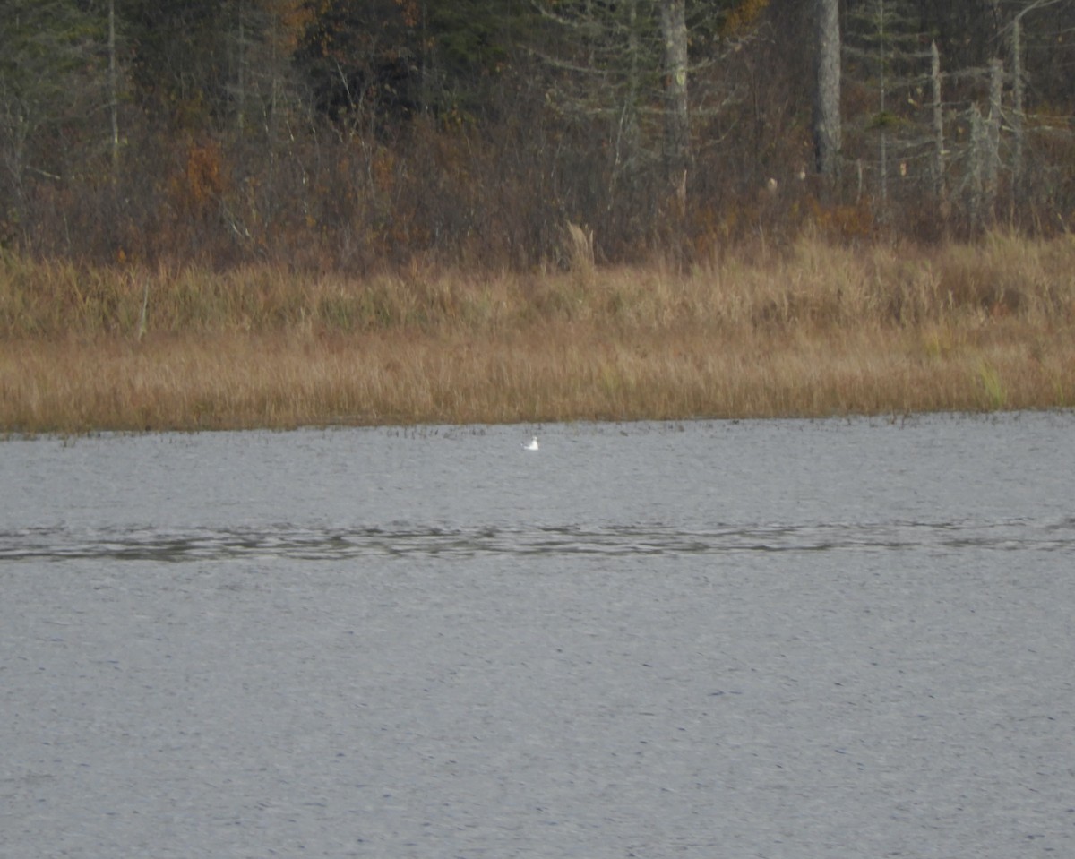 Bonaparte's Gull - ML385062301