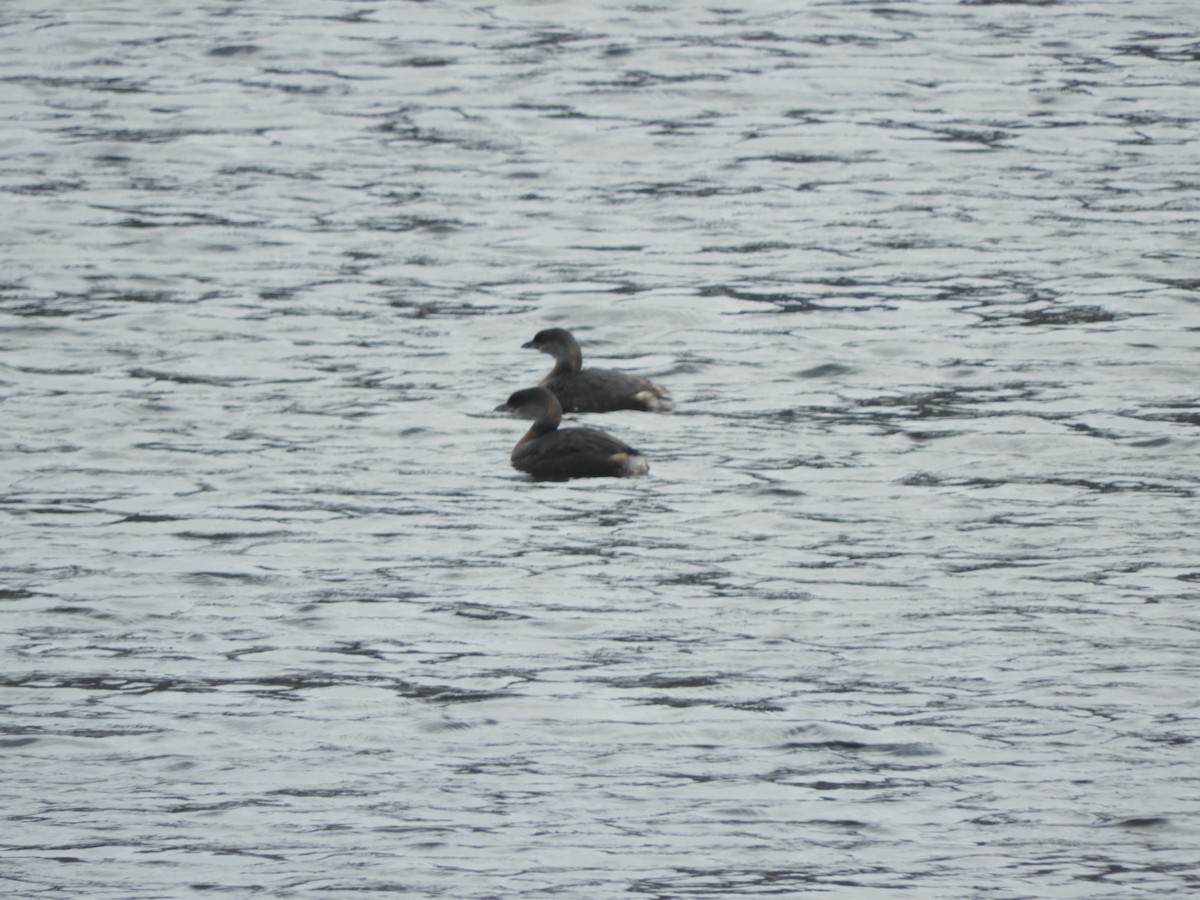 Pied-billed Grebe - ML385062491