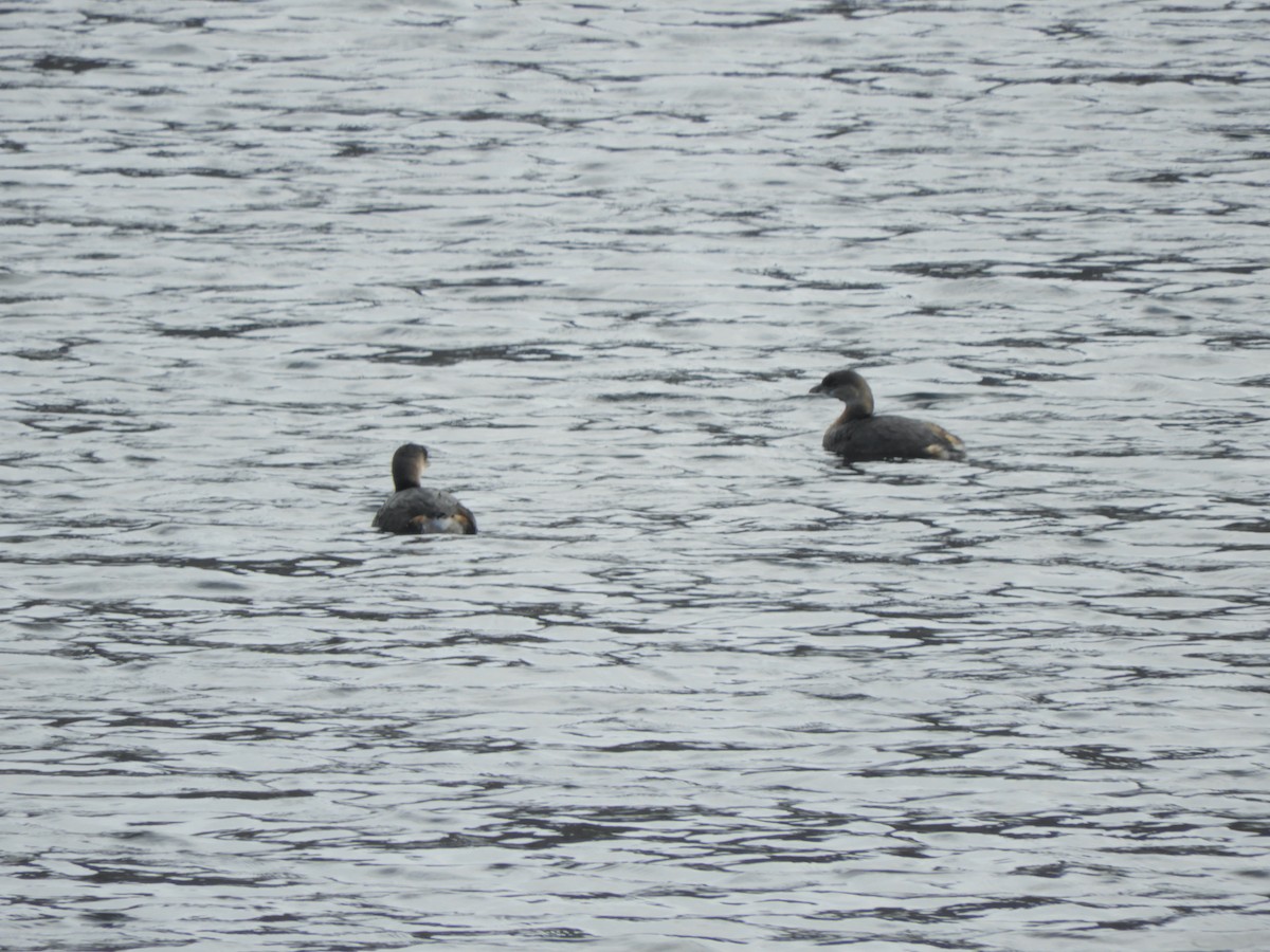 Pied-billed Grebe - ML385062511