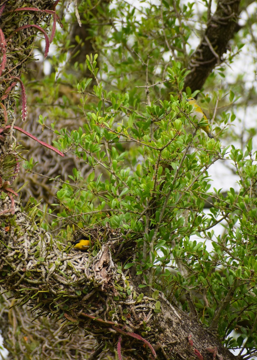 Purple-throated Euphonia - ML385067171