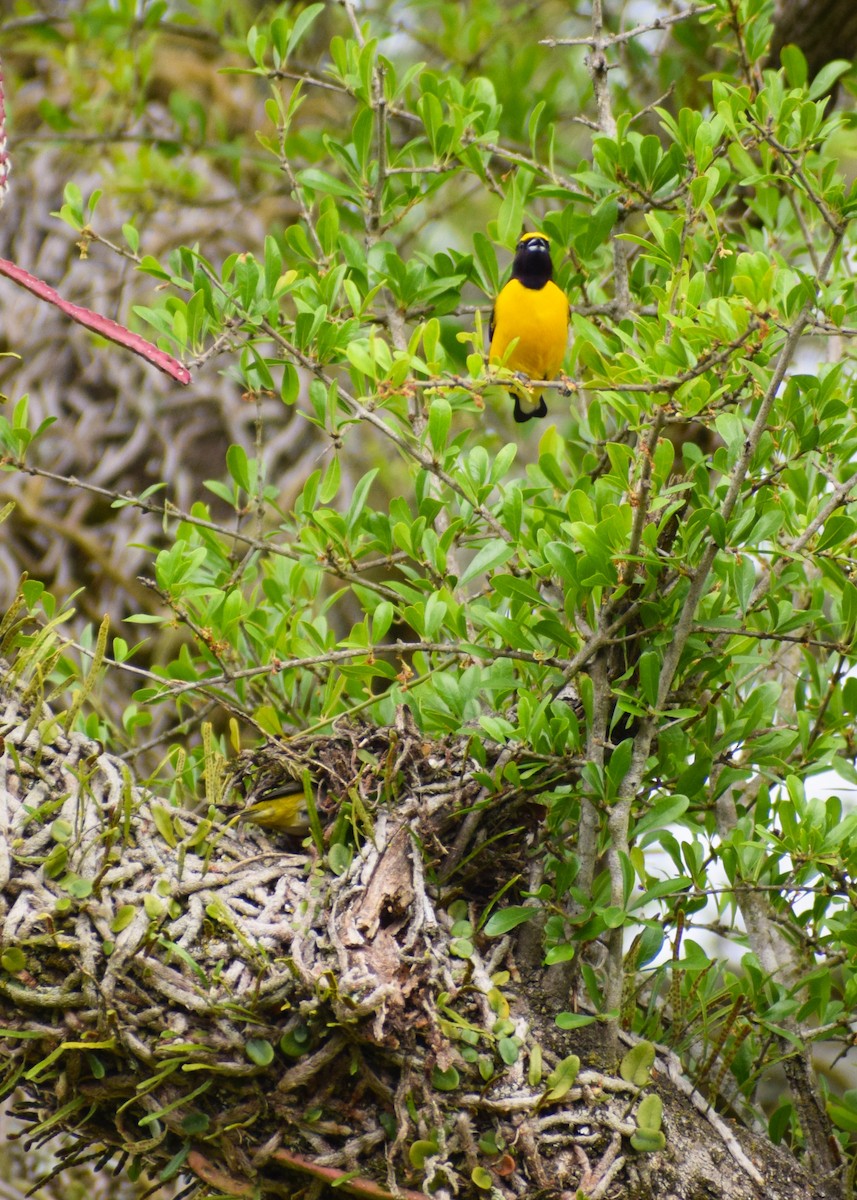 Purple-throated Euphonia - ML385067241