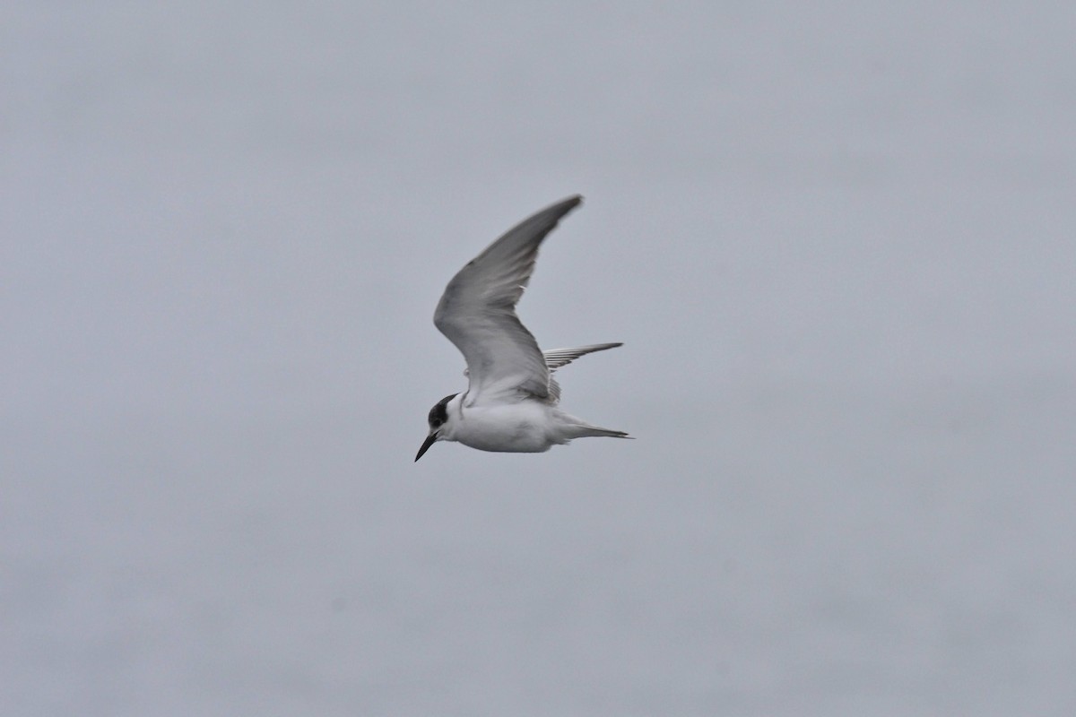 Whiskered Tern - Masato Miura