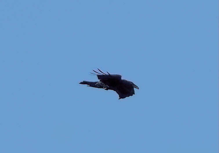 Common Raven - ML385068501