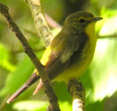 Green-backed Flycatcher - ML385069401