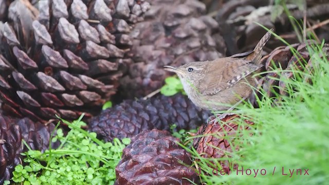 Eurasian Wren - ML385070041