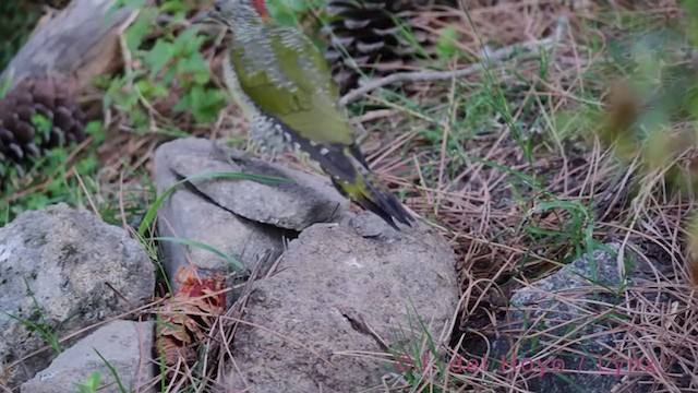 Iberian Green Woodpecker - ML385070551