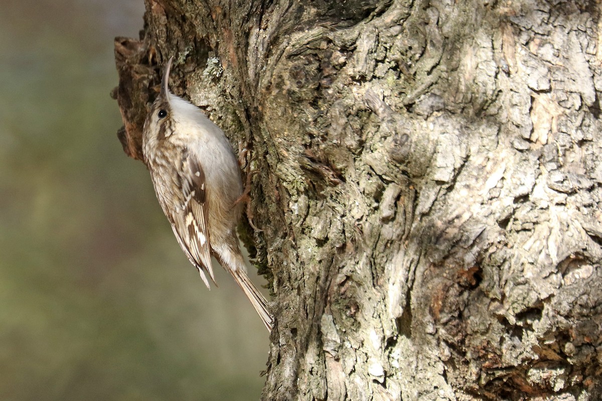 Short-toed Treecreeper - ML385071771