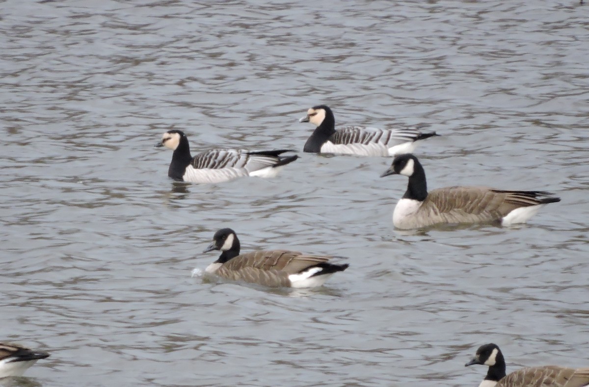 Barnacle Goose - ML38507201