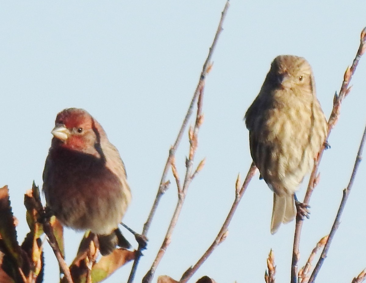 House Finch - ML385072181