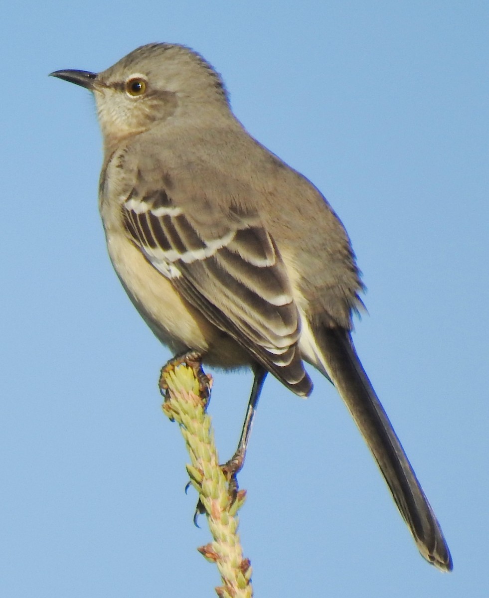 Northern Mockingbird - ML385073031