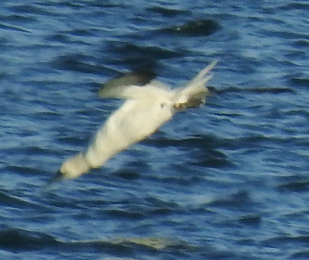 Northern Gannet - ML385073291