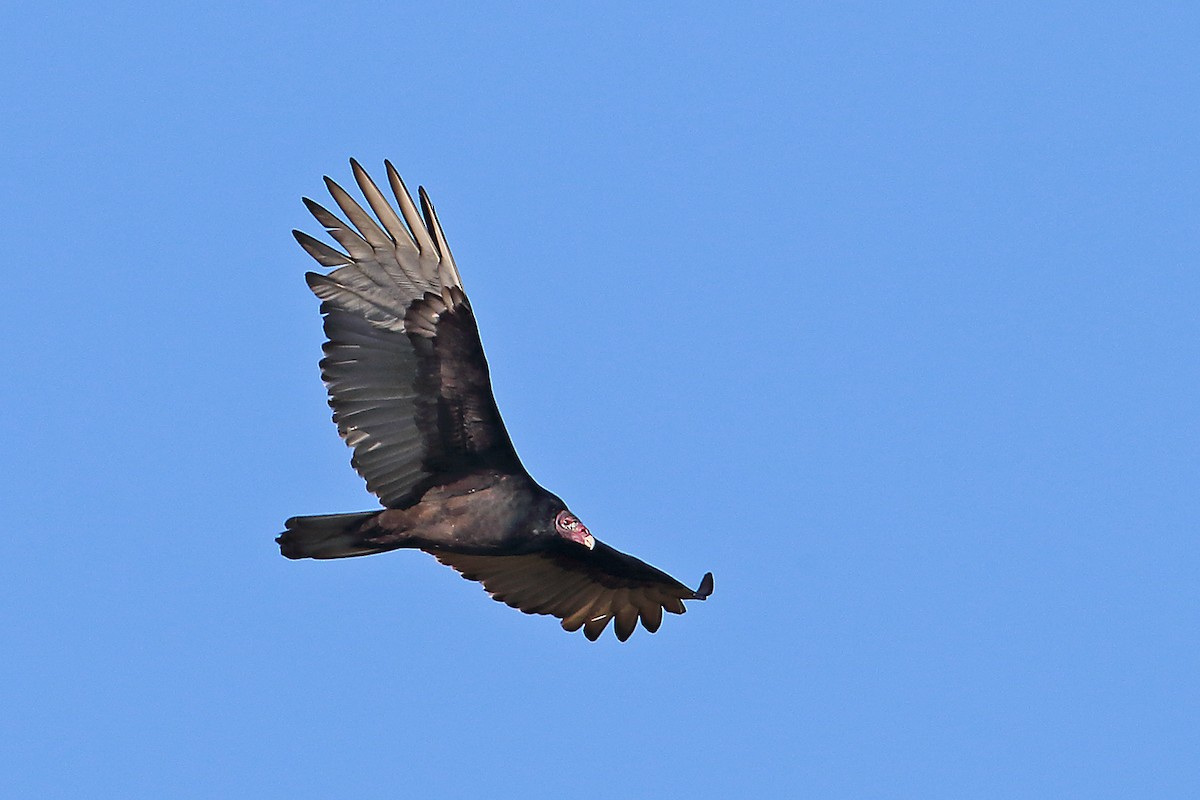 Turkey Vulture - ML38507341