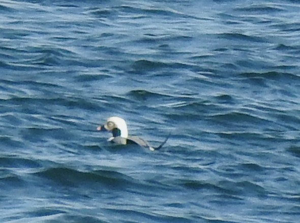 Long-tailed Duck - ML385073491