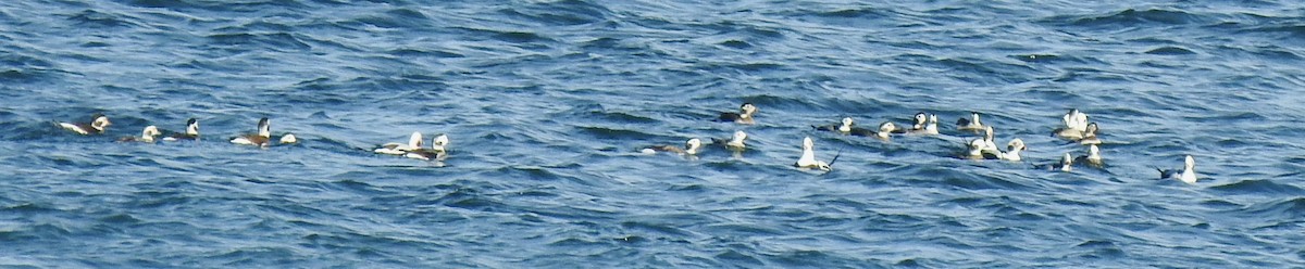 Long-tailed Duck - ML385073561