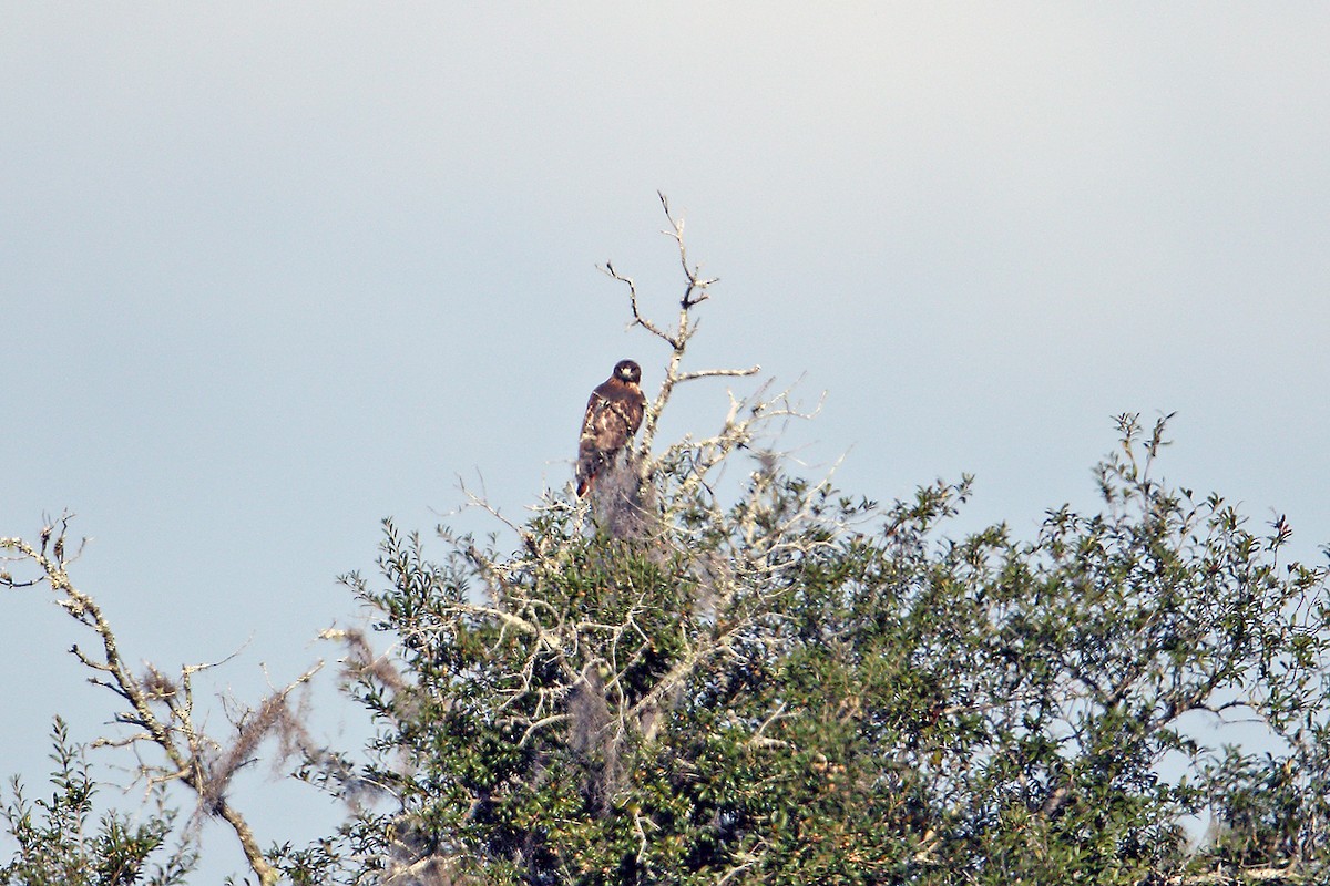 Red-tailed Hawk - ML38507361