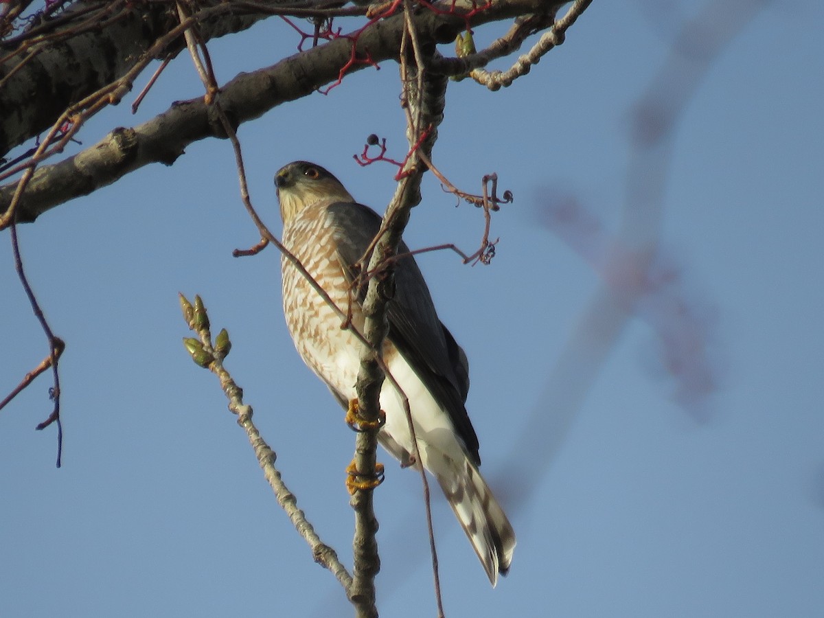 Sharp-shinned Hawk - JamEs ParRis