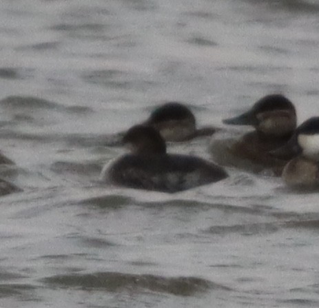 Eared Grebe - ML385075371