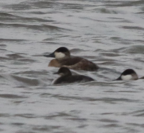 Eared Grebe - ML385075401