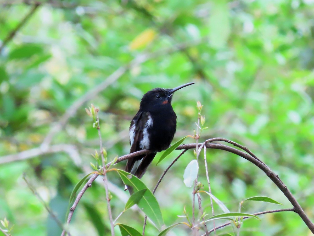 Black Jacobin - ML385076061