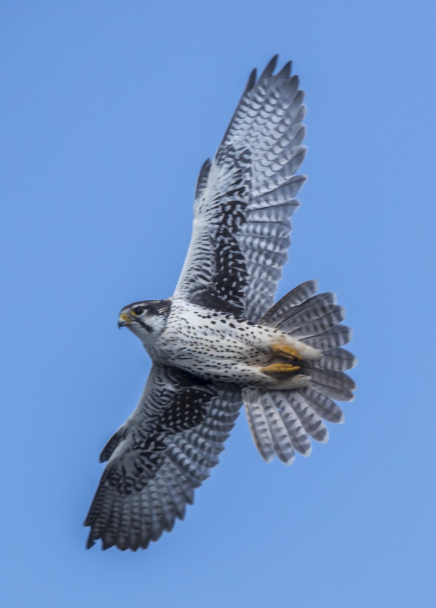 Prairie Falcon - ML38507821