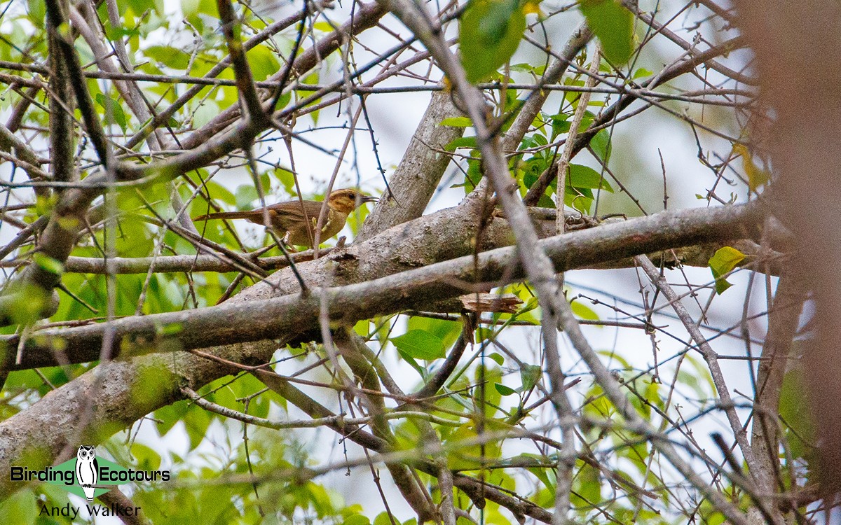 Buff-banded Bushbird - ML385080721